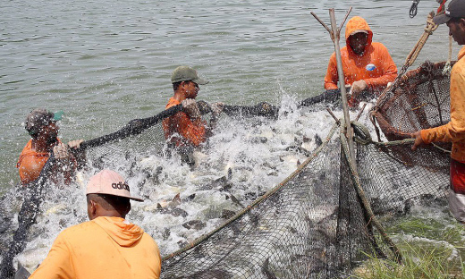Governo do Tocantins disponibiliza R$ 10 milhões em crédito para investimento em projetos de pisciculturas