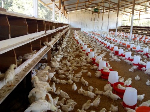 Adaf alerta para registro de granja avícola