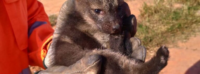 Minas Gerais registra aumento na captura de animais silvestres em áreas urbanas