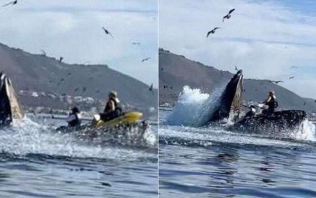 Amigas são engolidas e cuspidas por baleia enquanto velejavam; veja o vídeo