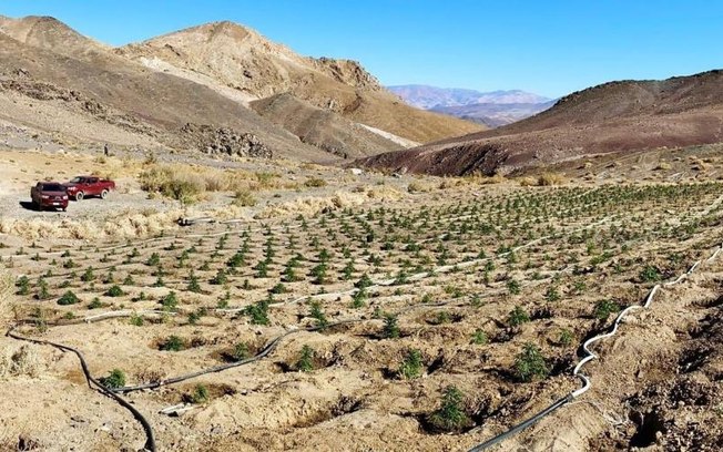 Oficiais encontram 1,2 mil pés de maconha no Deserto do Atacama