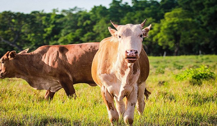 Carne Sustentável e Orgânica do Pantanal fortalece pecuária e conserva o meio ambiente