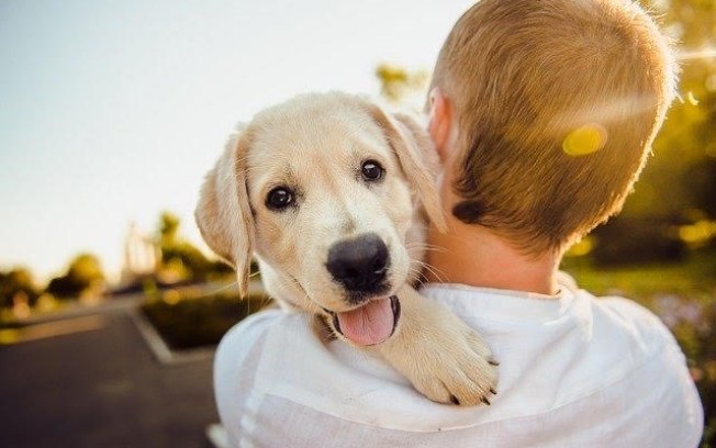 Convulsão em cachorros: saiba o que causa e não se desespere com a situação