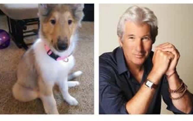 Impressionante: Veja esses 5 cachorros que parecem pessoas famosas