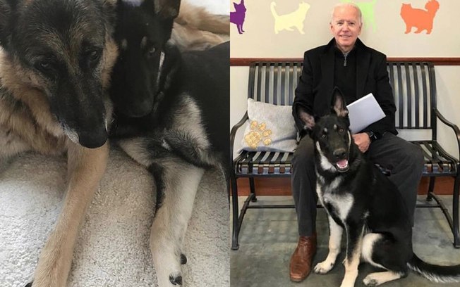 Major e Champ: Conheça os cachorros de Joe Biden, presidente eleitos dos EUA
