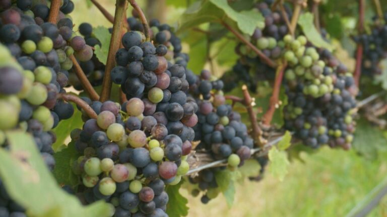 Produção de uva tem espaço para crescer no DF