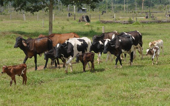 Cerca de 90% dos produtores já declararam o rebanho à Idaron; prazo termina neste domingo, 15