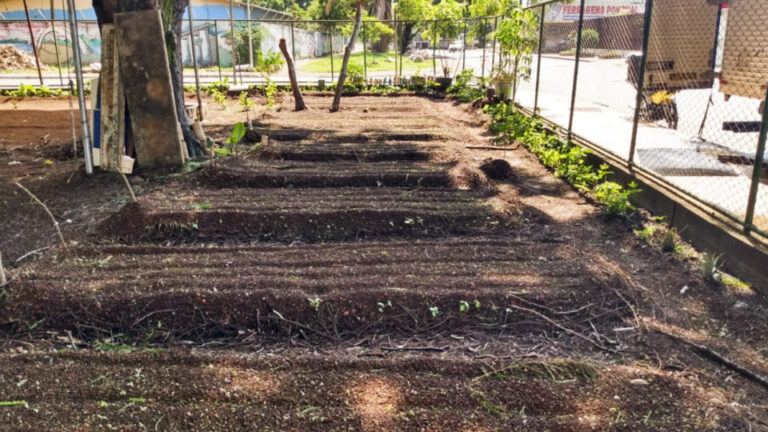 Saúde e Emater se unem para produzir alimentos no Guará