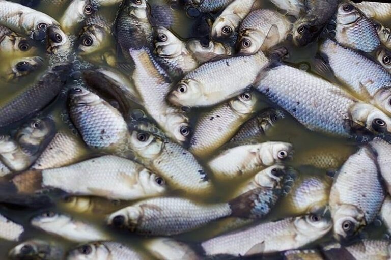 Dema conclui inquérito policial sobre mortandade de peixes no Rio Vermelho; fazendeiro foi indiciado por crime ambiental