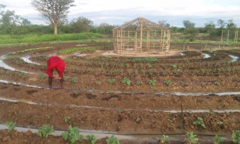Comunidade quilombola de Bom Jesus da Lapa comercializa produção agroecológica
