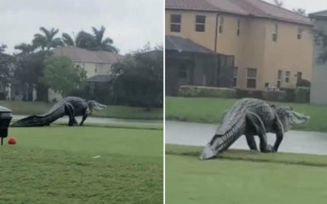 Dinossauro? Jacaré gigante é flagrado em campo de golfe na Flórida; assista