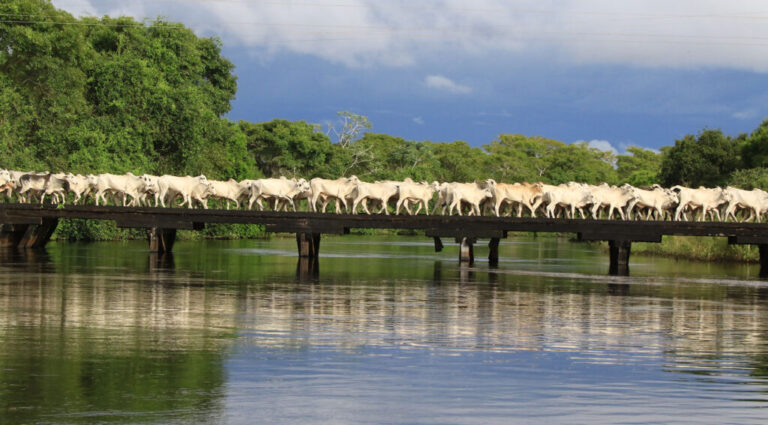 Programa Carne Orgânica do Pantanal completa dois anos com resultados de sucesso