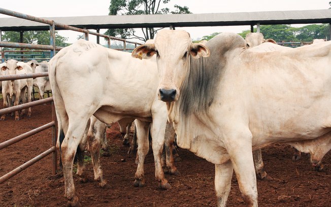 China diz ter encontrado o novo coronavírus em carne bovina importada do Brasil