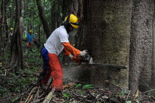Governo do Amazonas publica Plano de Outorga para viabilizar manejo florestal em Unidades de Conservação