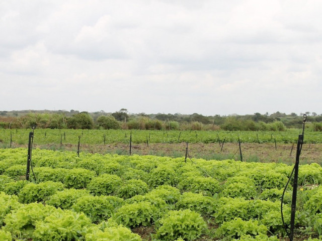 Produtor dá exemplo de manejo eficiente e lucrativo da terra na irrigação pública