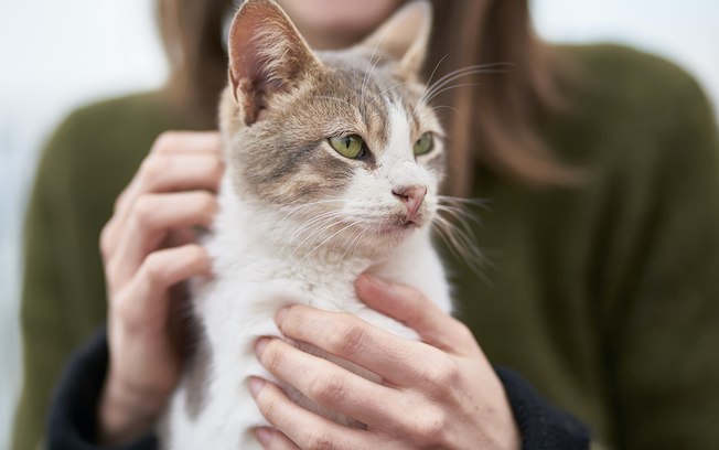 Engenheiro cria aplicativo para traduzir o que gatos estão falando