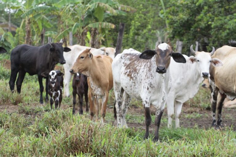 Rondônia apresenta avanços nas ações que garantem o reconhecimento da área livre de Febre Aftosa sem vacinação