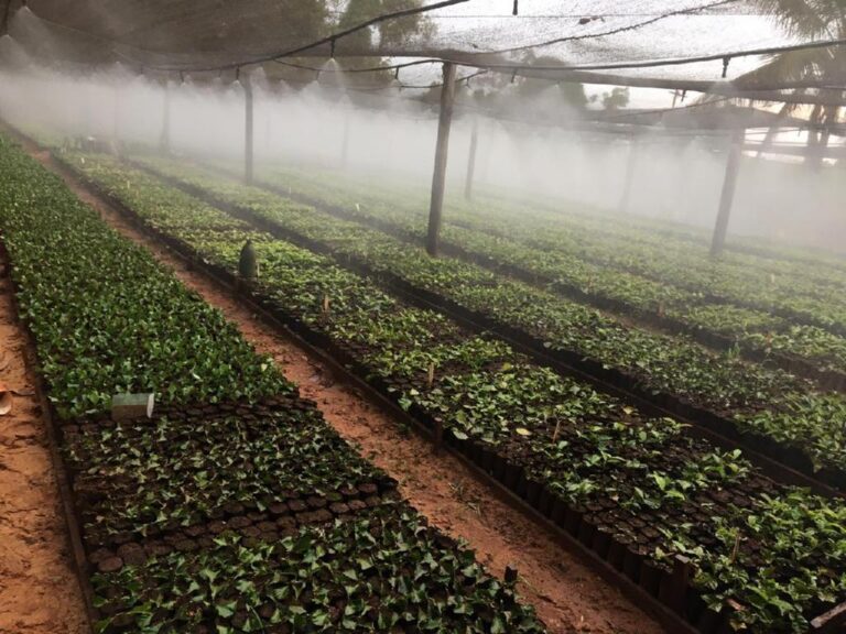 MT investirá R$ 5 milhões em programa para alavancar cultivo do café