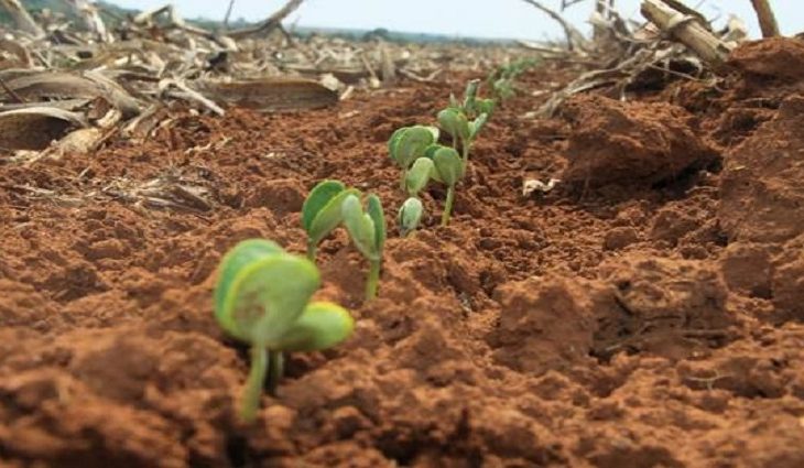 Agricultores de MS tem até 31 de dezembro para terminar plantio e devem registrar área na Iagro