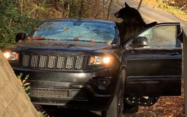 Urso surpreende casal em lua de mel e destrói carro deles nos EUA; veja as fotos