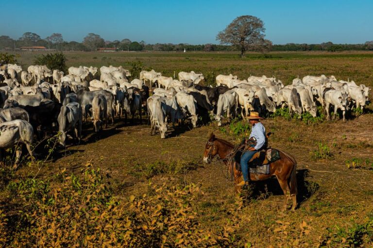 Codem aprova remanejamento de R$ 160 milhões para pecuária do Pantanal