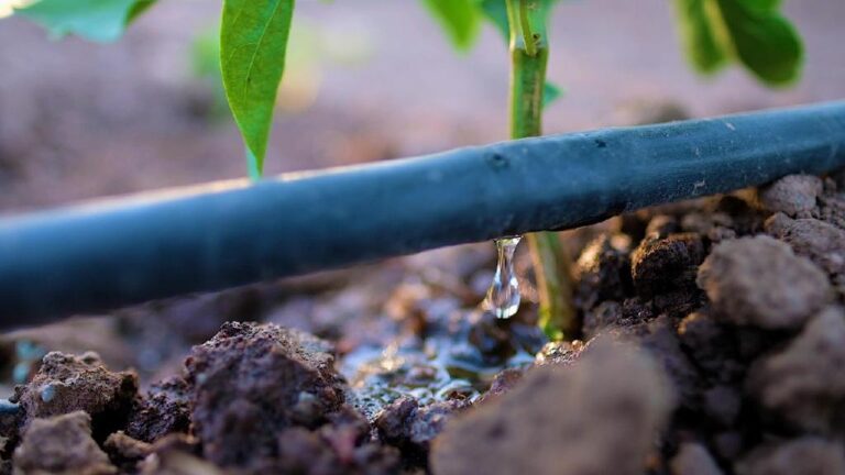 Programa de irrigação vai ajudar pequeno produtor a colher mais