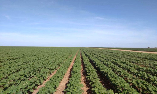 Plantio de algodão no Tocantins está autorizado a partir deste sábado, 20