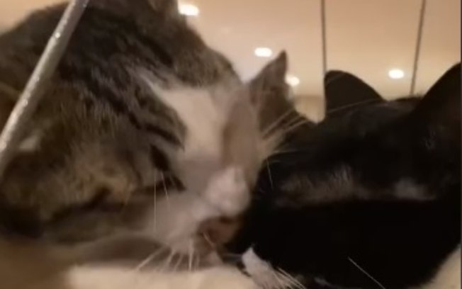 Vídeo mostra como dois gatos deixaram de se odiar e viraram melhores amigos