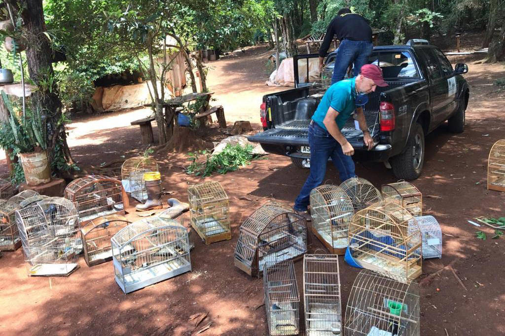 74 pássaros apreendidos são devolvidos à natureza