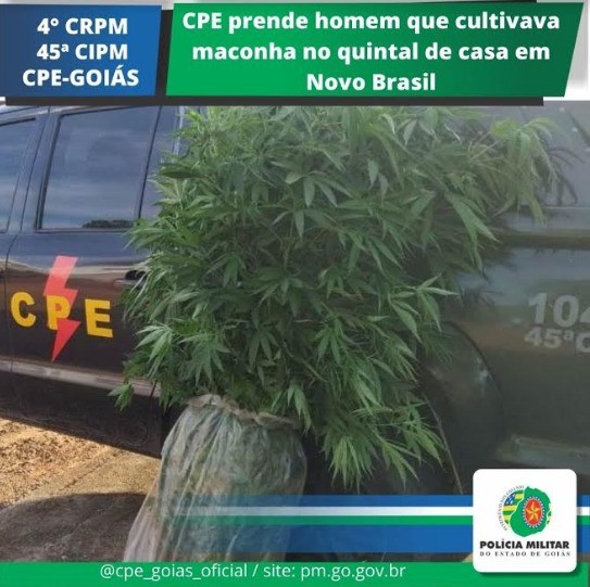 45ª CIPM/CPE Prende Homem que Plantava Maconha em Casa, em Novo Brasil-GO