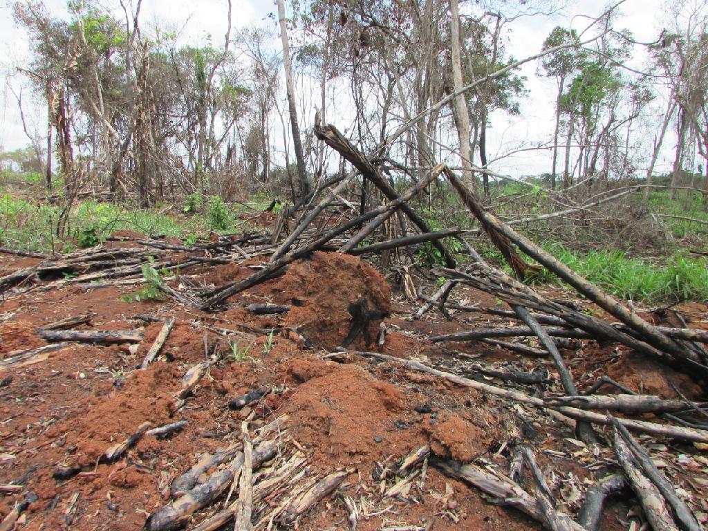 Operação Abafa fiscaliza 17 propriedades e aplica R$ 4,2 milhões em multas na Região Amazônica