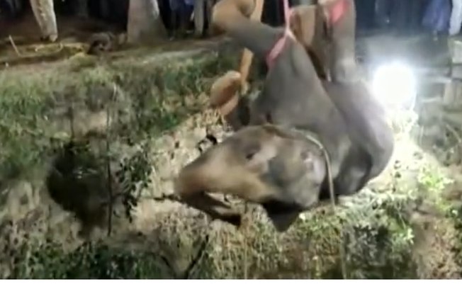 Elefante cai em poço de 16m e é resgatado com ajuda de guindaste; assista