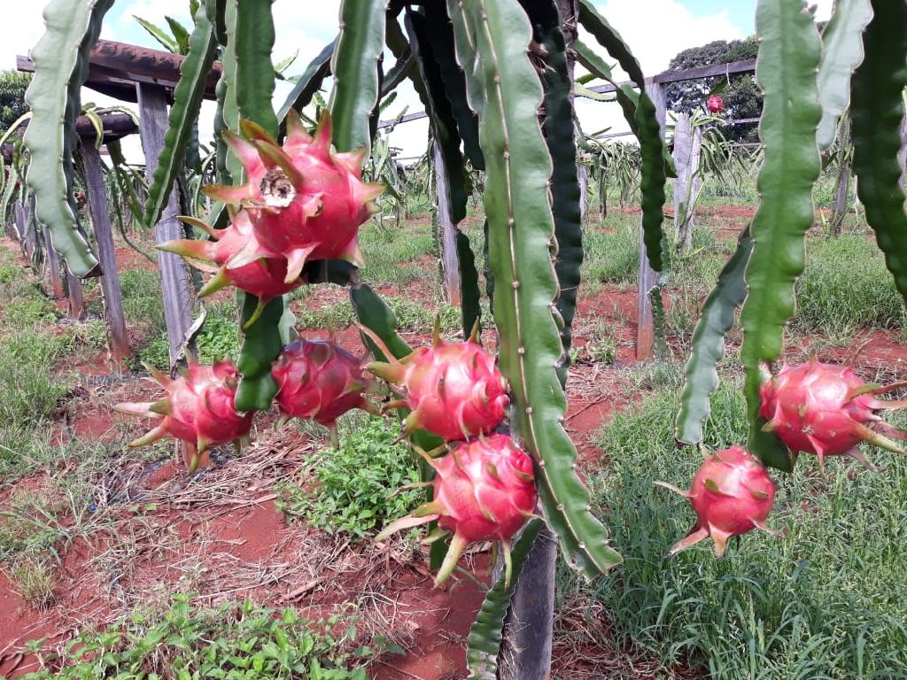 Colheita da pitaya inicia e Empaer destaca fruto como alternativa econômica para agricultura familiar