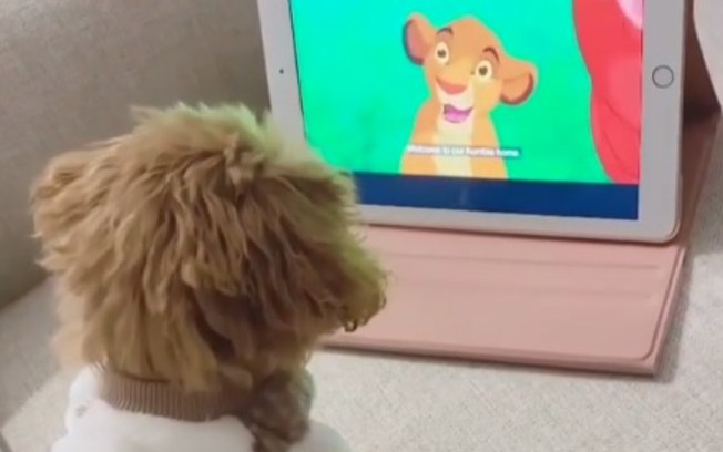 Vídeo de cachorra assistindo “O Rei Leão” é a coisa mais fofa que você verá hoje
