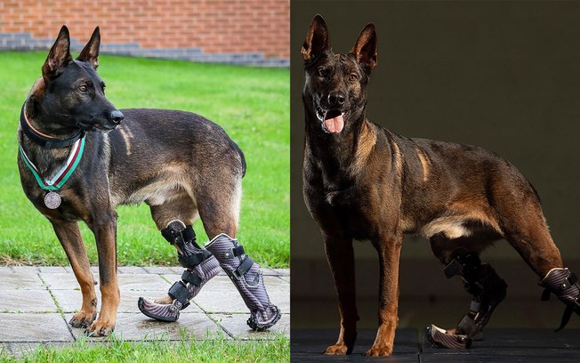 Cachorro com prótese nas pernas ganha medalha por servir ao exército britânico