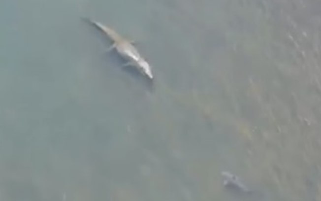 Tubarão e crocodilo são filmados em área de banhistas na Austrália; assista
