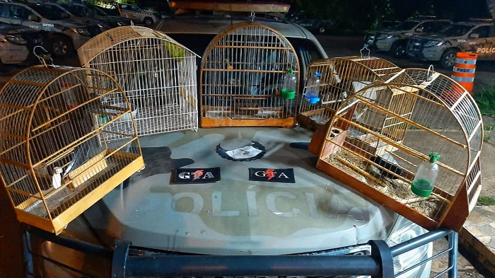 PMDF recupera 05 aves da fauna silvestre em Planaltina