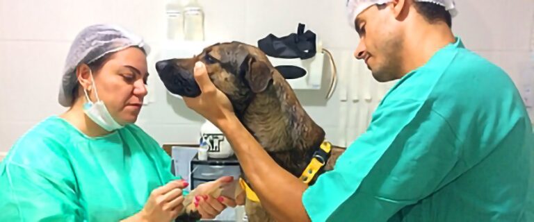 Clínicas veterinárias podem se credenciar para castração de cães e gatos