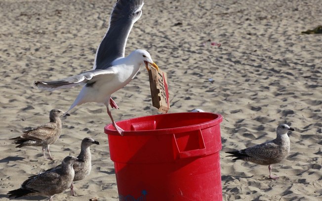 Idoso é multado em mais de R$ 7 mil por matar gaivota que roubou seu lanche
