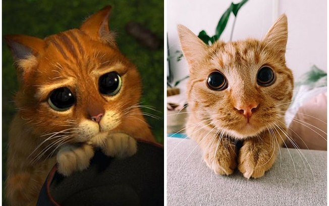 Ao imitar feição do Gato de Botas, felino viraliza na web