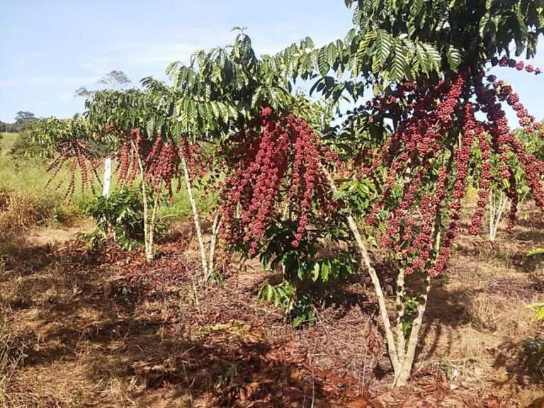 Trabalho de combate ao nematoide das galhas garante proteção das lavouras de café de Rondônia
