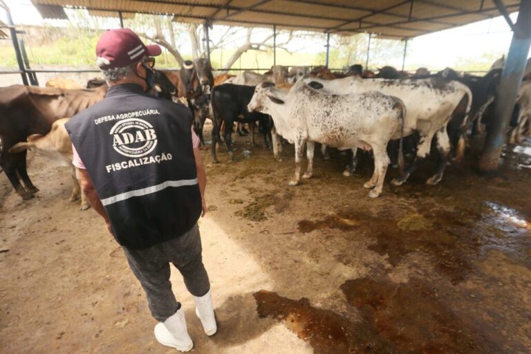 Vacinação contra febre aftosa na Bahia termina segunda-feira, sem prorrogação