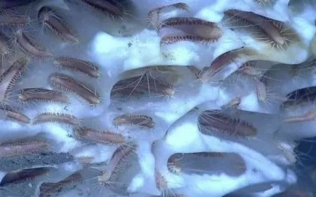 Cientistas russos descongelam e ressuscitam vermes pré-históricos de 40 mil anos