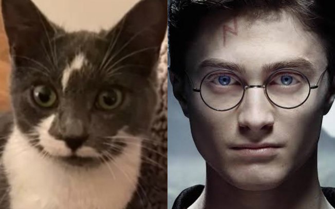 Felino é batizado de “Gato Potter” por semelhança incrível com o bruxo
