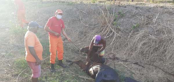 Bombeiros resgatam cavalo e filhotes de cães em ações na Pacatuba e Fortaleza