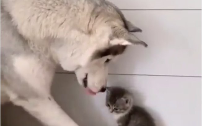 Muito amor: Vídeo de amizade entre cão e gatinho