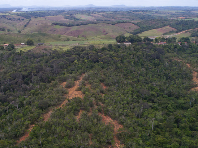 Governo fará plantio de 8.000 mudas de árvores na Mata do Junco