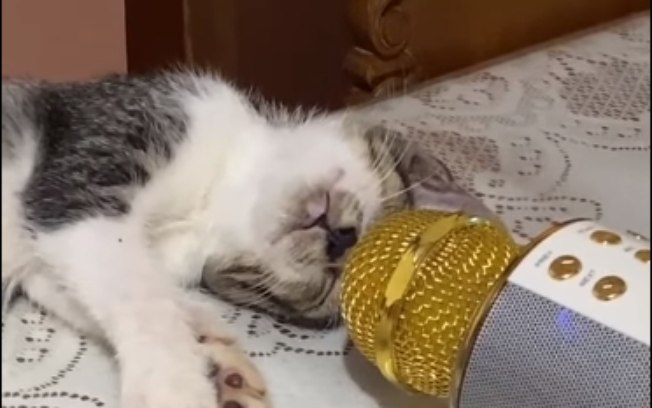 Hilário: Dono coloca microfone para mixar os ronronados do gato enquanto dorme