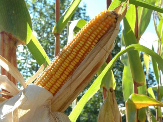 Estudo da Epagri com UFSM sobre produtividade do milho insere SC em projeto mundial de segurança alimentar