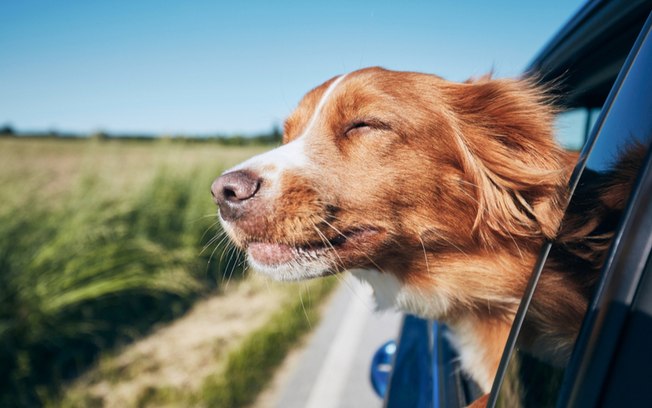 Animais no carro: 6 dicas para cuidar dos cães e gatos durante as viagens